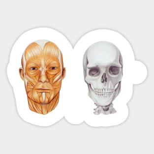 Human skull anatomical drawing, scientific illustration Sticker